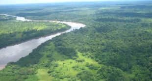 Regenwald Afrika Kongo