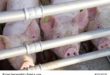 Massenhaltung von Schweinen
