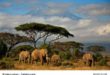 Afrikas Elefanten