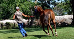 Pferde – Erfahrung hilft beim Umgang mit dem Sommerekzem
